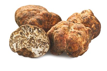 Immagine di TARTUFO BIANCHETTO